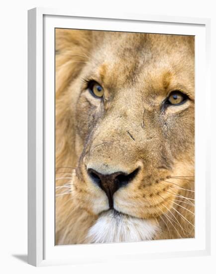 Male Lion at Africat Project, Namibia-Joe Restuccia III-Framed Premium Photographic Print