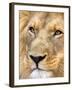 Male Lion at Africat Project, Namibia-Joe Restuccia III-Framed Premium Photographic Print