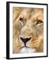 Male Lion at Africat Project, Namibia-Joe Restuccia III-Framed Premium Photographic Print