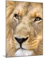 Male Lion at Africat Project, Namibia-Joe Restuccia III-Mounted Premium Photographic Print