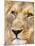 Male Lion at Africat Project, Namibia-Joe Restuccia III-Mounted Premium Photographic Print