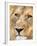 Male Lion at Africat Project, Namibia-Joe Restuccia III-Framed Photographic Print