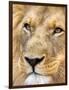 Male Lion at Africat Project, Namibia-Joe Restuccia III-Framed Photographic Print