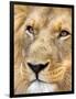 Male Lion at Africat Project, Namibia-Joe Restuccia III-Framed Photographic Print