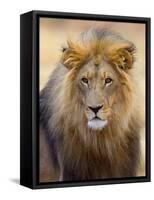 Male Lion at Africat Project, Namibia-Joe Restuccia III-Framed Stretched Canvas