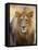 Male Lion at Africat Project, Namibia-Joe Restuccia III-Framed Stretched Canvas