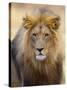 Male Lion at Africat Project, Namibia-Joe Restuccia III-Stretched Canvas