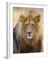 Male Lion at Africat Project, Namibia-Joe Restuccia III-Framed Premium Photographic Print