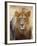 Male Lion at Africat Project, Namibia-Joe Restuccia III-Framed Premium Photographic Print