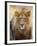 Male Lion at Africat Project, Namibia-Joe Restuccia III-Framed Premium Photographic Print