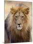 Male Lion at Africat Project, Namibia-Joe Restuccia III-Mounted Premium Photographic Print