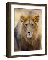 Male Lion at Africat Project, Namibia-Joe Restuccia III-Framed Photographic Print