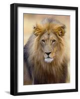 Male Lion at Africat Project, Namibia-Joe Restuccia III-Framed Photographic Print