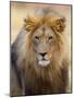 Male Lion at Africat Project, Namibia-Joe Restuccia III-Mounted Photographic Print