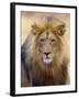 Male Lion at Africat Project, Namibia-Joe Restuccia III-Framed Photographic Print