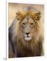 Male Lion at Africat Project, Namibia-Joe Restuccia III-Framed Photographic Print