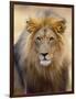 Male Lion at Africat Project, Namibia-Joe Restuccia III-Framed Photographic Print