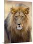 Male Lion at Africat Project, Namibia-Joe Restuccia III-Mounted Photographic Print