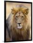 Male Lion at Africat Project, Namibia-Joe Restuccia III-Framed Photographic Print