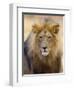 Male Lion at Africat Project, Namibia-Joe Restuccia III-Framed Photographic Print