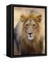 Male Lion at Africat Project, Namibia-Joe Restuccia III-Framed Stretched Canvas