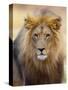 Male Lion at Africat Project, Namibia-Joe Restuccia III-Stretched Canvas