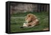 Male Lion At Rest-Carol Highsmith-Framed Stretched Canvas