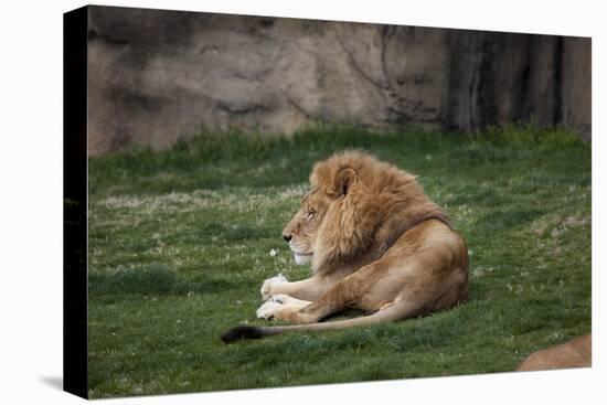 Male Lion At Rest-Carol Highsmith-Stretched Canvas