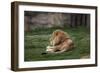 Male Lion At Rest-Carol Highsmith-Framed Premium Giclee Print