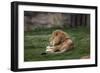 Male Lion At Rest-Carol Highsmith-Framed Premium Giclee Print