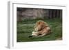 Male Lion At Rest-Carol Highsmith-Framed Premium Giclee Print