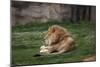 Male Lion At Rest-Carol Highsmith-Mounted Premium Giclee Print