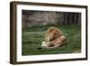 Male Lion At Rest-Carol Highsmith-Framed Art Print