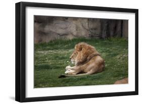 Male Lion At Rest-Carol Highsmith-Framed Art Print