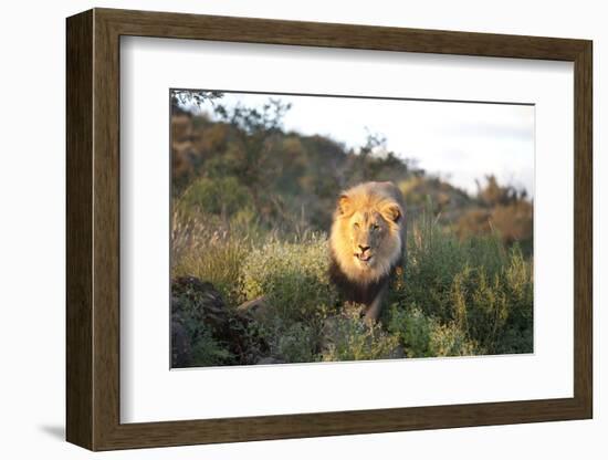 Male Lion Bathed in Evening Light, Amani Lodge, Near Windhoek, Namibia, Africa-Lee Frost-Framed Photographic Print