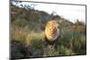 Male Lion Bathed in Evening Light, Amani Lodge, Near Windhoek, Namibia, Africa-Lee Frost-Mounted Photographic Print