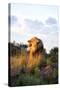 Male Lion Bathed in Evening Light and Roaring, Amani Lodge, Near Windhoek, Namibia, Africa-Lee Frost-Stretched Canvas