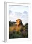 Male Lion Bathed in Evening Light and Roaring, Amani Lodge, Near Windhoek, Namibia, Africa-Lee Frost-Framed Photographic Print