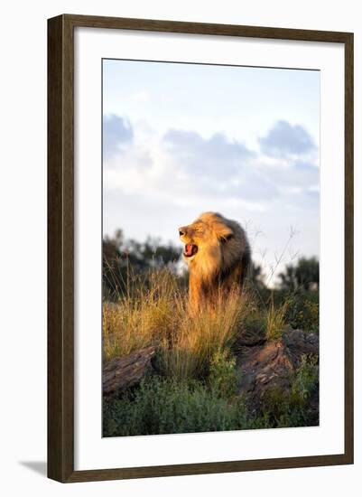 Male Lion Bathed in Evening Light and Roaring, Amani Lodge, Near Windhoek, Namibia, Africa-Lee Frost-Framed Photographic Print