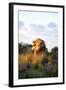 Male Lion Bathed in Evening Light and Roaring, Amani Lodge, Near Windhoek, Namibia, Africa-Lee Frost-Framed Photographic Print