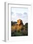 Male Lion Bathed in Evening Light and Roaring, Amani Lodge, Near Windhoek, Namibia, Africa-Lee Frost-Framed Photographic Print