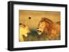 Male Lion Charging Lioness-Paul Souders-Framed Photographic Print