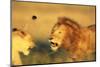 Male Lion Charging Lioness-Paul Souders-Mounted Photographic Print