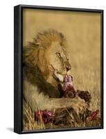 Male Lion Eating a Blue Wildebeest, Masai Mara National Reserve, Kenya, East Africa-James Hager-Framed Photographic Print