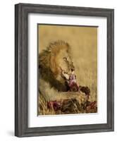 Male Lion Eating a Blue Wildebeest, Masai Mara National Reserve, Kenya, East Africa-James Hager-Framed Photographic Print