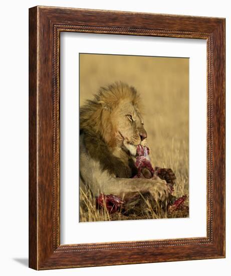 Male Lion Eating a Blue Wildebeest, Masai Mara National Reserve, Kenya, East Africa-James Hager-Framed Photographic Print