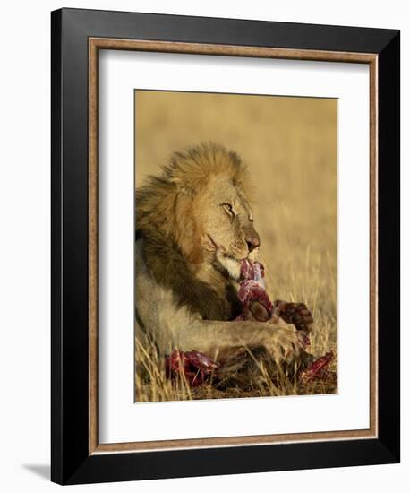 Male Lion Eating a Blue Wildebeest, Masai Mara National Reserve, Kenya, East Africa-James Hager-Framed Photographic Print