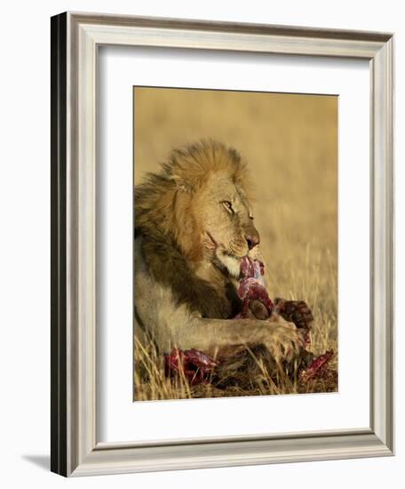 Male Lion Eating a Blue Wildebeest, Masai Mara National Reserve, Kenya, East Africa-James Hager-Framed Photographic Print