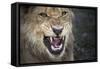 Male Lion Growling, Close Up-Sheila Haddad-Framed Stretched Canvas