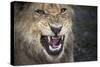 Male Lion Growling, Close Up-Sheila Haddad-Stretched Canvas